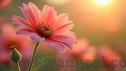wn比分足球比分-WN比分足球比分，数据背后的战术博弈与足球哲学